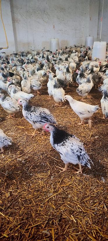 sultan toyuqları: Safran ləkəli, ağ-qara rəngli ətlik-yumurtalıq cins toyuqlar - Cins — 1