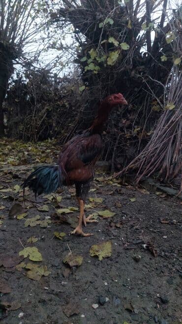 Xoruz, il: <1, Ödənişli çatdırılma lalafo.az -da Xoruz, il: <1, Ödənişli çatdırılma