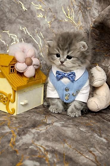 sfinks pişik: Şotland uzun tüklü — 5