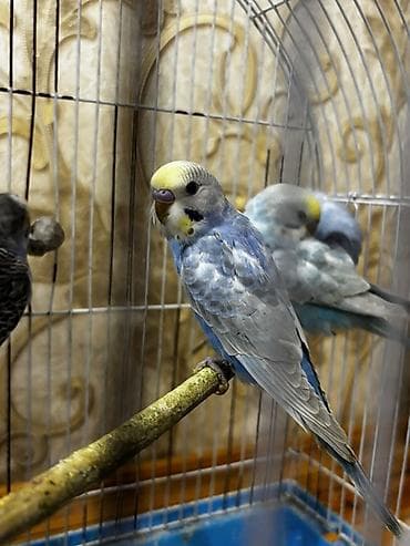jako tutuquşunun digər adı: Rainbow papuqayları satılır tam sağlamdılar dəyərini bilən insanlar — 3