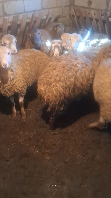 coban iti sekilleri: Erkək quzu satılır. - Cins: yerli ət istiqamətli. - 15 başdı - 3 aydı — 3