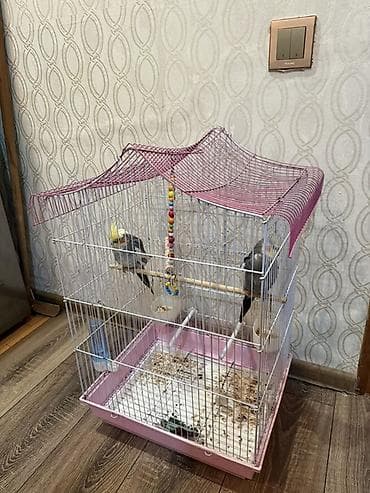 quşlar: Nymph parakitləri (cockatiel) üçün tam dəst qəfəs - Ölçü: orta — 2