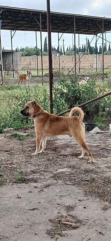 koker spaniel satilir: Qurdbasar, 2 il, Erkek, Peyvəndli, Rayonlara çatdırılma — 7
