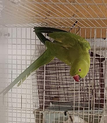 qaşqaldağ quşu: BARTER OLUNMUR Hazır dişi 3 illikdi. Cütde olub erkəyi uçub — 5