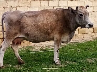 Salam südverən İNƏK. 6.7 LİTİR SÜD VERİR YAĞLI SÜDÜ VAR DİŞlİ CAVAN