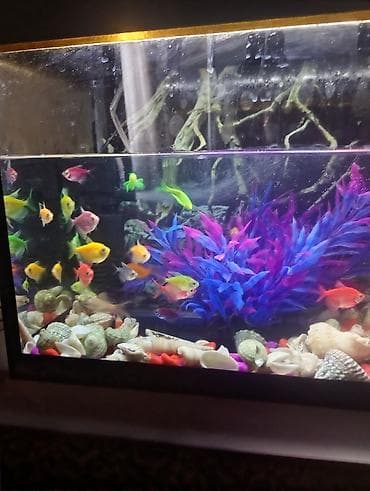 sultan quşu: Glofish, Sülhsevər — 2