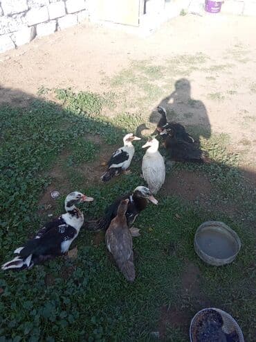 Lal ordey satlir Oz heyvanim altında cixib her şey yeyiler 7 denedi