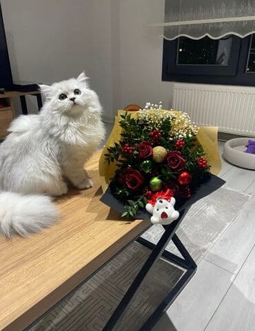 pişik: Şinşilla, Yaxşı əllərə — 4