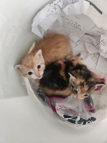 котята в хорошие руки бесплатно: Coox gozeldir pulsuz verilir oynayandir yaxwi ellere merdekan wuvelan — 2