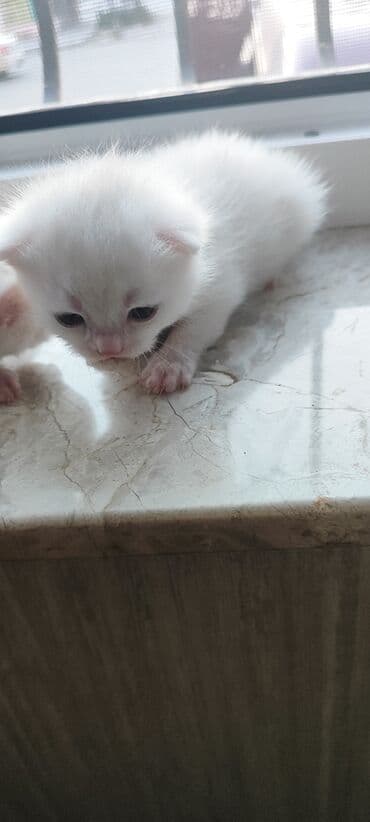 1 azn pişik: Şotland, Dişi, Yaxşı əllərə, Ünvandan götürmə — 2