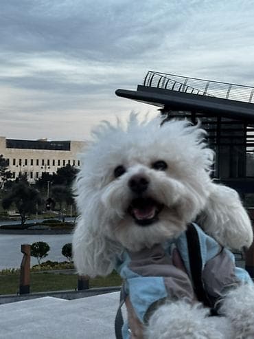 turbo az qusar: Pudel, 1 il, Erkek, Cütləşmə üçün — 2