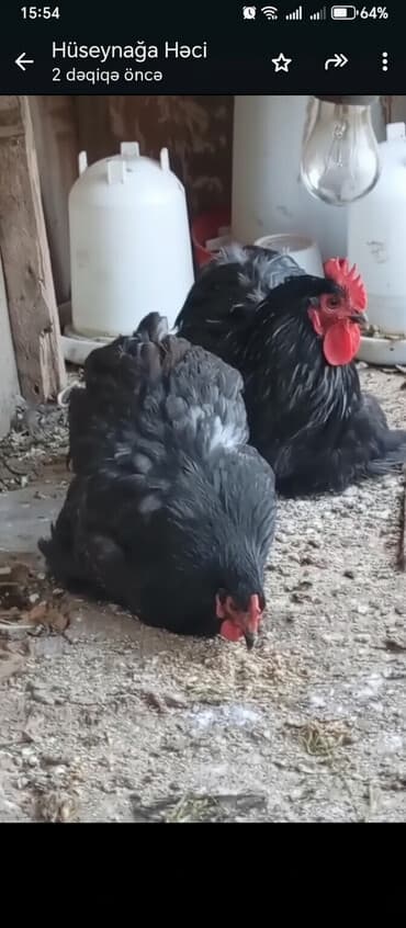 Yemlər: Toyuq, Damazlıq, Ünvandan götürmə — 1