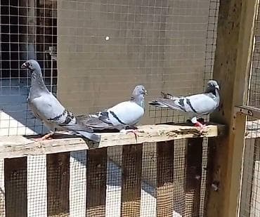 göyercin: 4 baş super poçta göyərçini satılır: 2 erkək, 2 maya. 🕊️ Belçika — 1