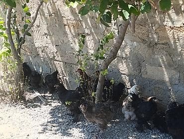 bramo xoruz: Şəkildə gördüyünüz light brahma xoruzlar satılır 45₼ Ondan əlavə 2-3 — 4