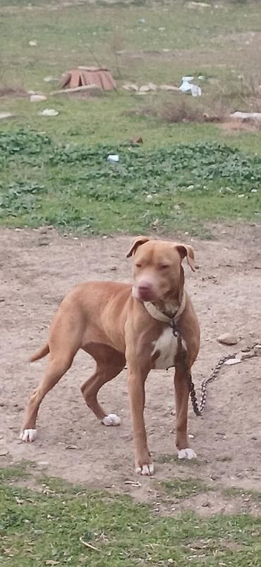 Pitbul, 1 il, Dişi, Peyvəndli, Ödənişli çatdırılma