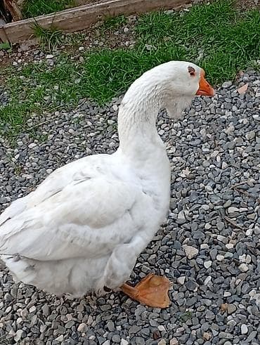 cins ineklerin satisi: Erkək, | Xolmogor, Damazlıq, Ünvandan götürmə — 1