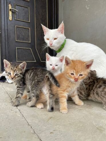 купить тайского котенка: Türk anqora — 10