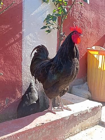 kürd toyuq: Toyuq, Australorp, Damazlıq — 1