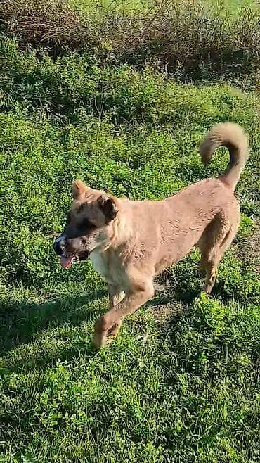 anadolu çoban iti: 8 ay — 3