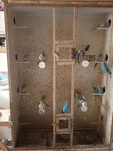 qefəs: -Qəfəs və avadanlıq: çoxbölməli taxta-barmaqlıq qəfəslər, ayrılan yuva — 4