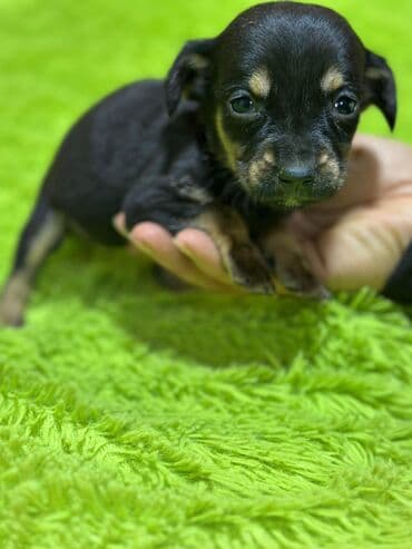 dalmatin iti haqqinda: Taksa balası satılır. 22 noyabr 2025 doğulub. Məhsul: Ovçuluq tipli — 3