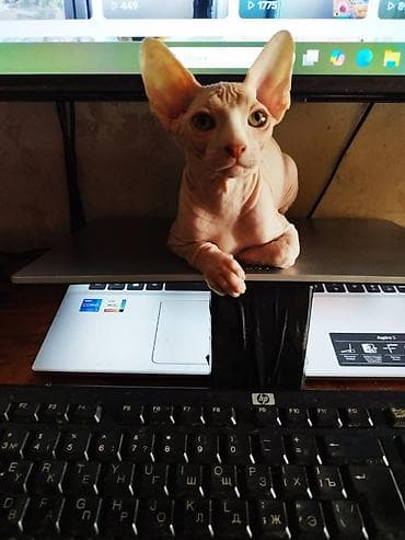 Heyvanlar: Sfinks, Erkək, Ünvandan götürmə, Pulsuz çatdırılma, Ödənişli çatdırılma — 5