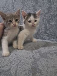 britain pişiyi: Bala pişiklər satlır ikisi 40 M anat — 3