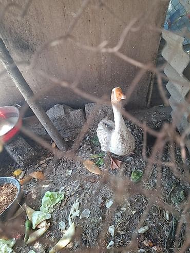 qaz balari: Qazlar satılır – 2 baş (ağ və boz rəngli) - Növ: ev qızı (qaz) - — 7