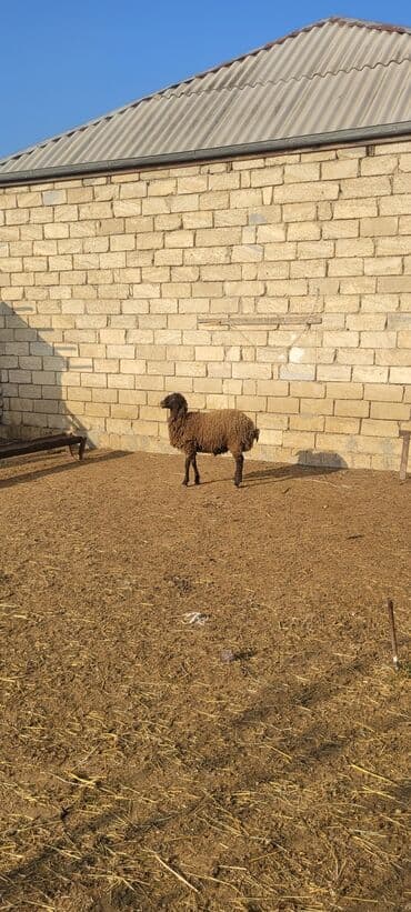 şotland pişiyi haqqında: - Rəng: tünd qəhvəyi bədən, alnında ağ ləkə - Quzuluq/istehsal: ət və — 3