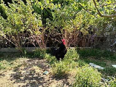 australorp: Qara rəngli Avstralorp xoruzu - Növ: ev şəraitində saxlanılan kənd — 2