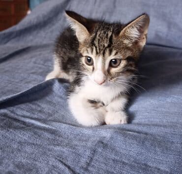 sarı pişik: Erkək, Yaxşı əllərə — 5