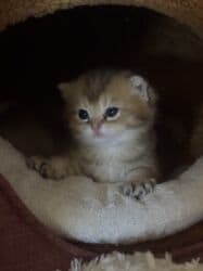 pişiy balası: Qızıl şinşilla, Erkək, Dişi, Yaxşı əllərə — 17