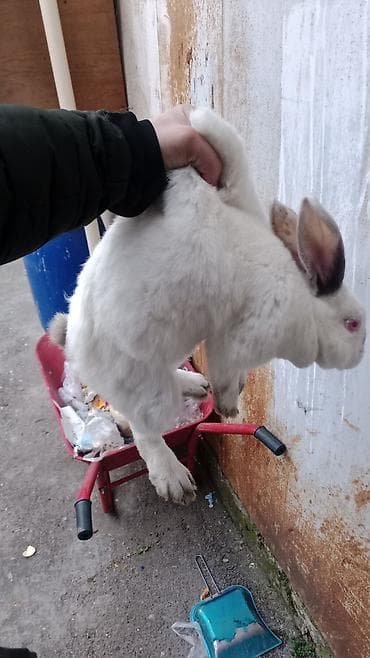 Cins sade dekarativ böyük balaca ətlik eti ve sümüklərin temizlenmesi