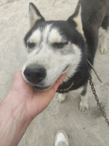 xaski it: Xaski, 2 il, Erkek, Ünvandan götürmə — 2