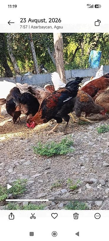 куплю гусей оптом: Kənd çolpası ünvan ağsu Məhsul təsviri: - Acar, qarışıq rəngli yerli — 1