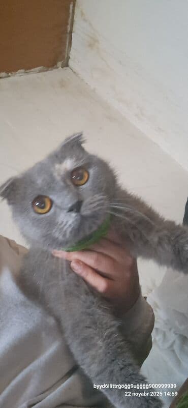 pişik üçün tualet: Şotland yastı qulaq — 1