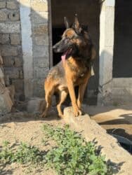 Akvariumlar: Alman çoban iti, 2 il, Erkek, Ünvandan götürmə — 4