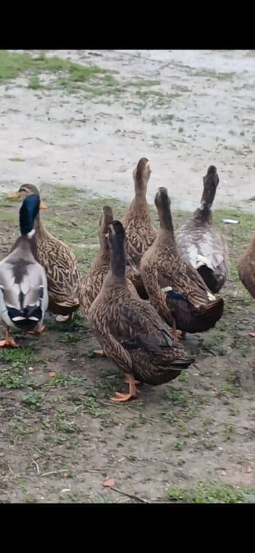 ördek: Məhsul: ördək sürüsü Təsvir: - Fotoşəkillərdə kənd təsərrüfatı üçün — 2