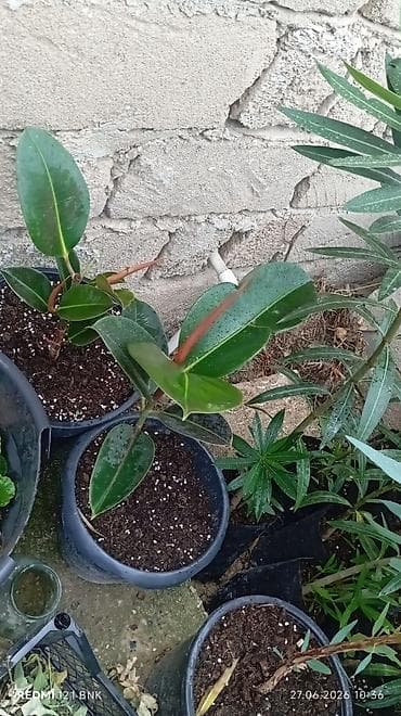 Rezin bitkisi (Ficus elastica) – dekorativ ev/giriş üçün - Parlaq
