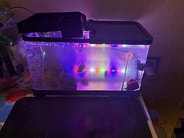 panda baligi: LED işıqlı akvarium seti - Şəffaf plastik gövdəli, qapaqlı akvarium - — 1