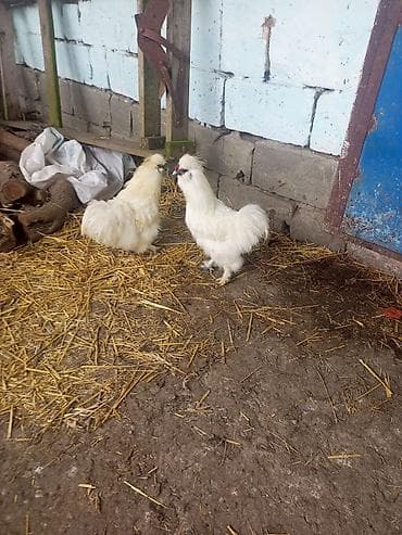 bakida at bazari: Tam sağlam vaksin olunub pon-pon cinsi toyuq xoruz heyratı atası — 2