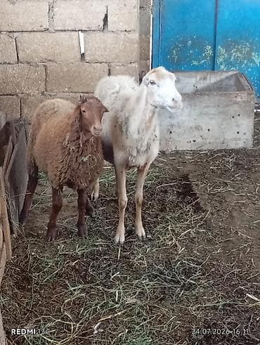damaz: Ana bala qoyun satilir yasli qoyundu disderi agzindadi qoyun hundur — 1