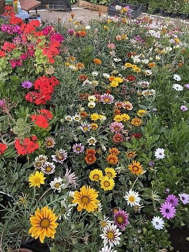 orxideya gulleri: Qırmızı sardunya, papatya və narıncı-akçaçiçək (tagetes) fidanları - — 6