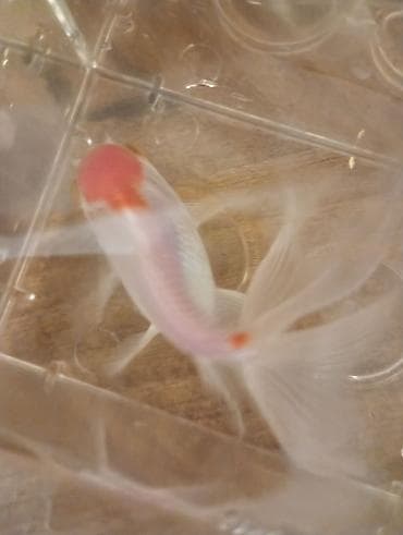 akvarium 120 cm: Oranda, Sülhsevər — 3