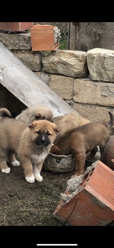 qurd dərmanı: Qurdbasar, 1 ay, Dişi — 1