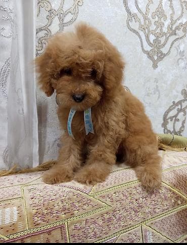 pekines satilir: Pudel, 3 ay, Erkek — 2