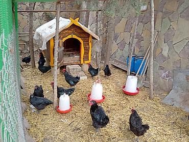 Куры: Курица, Для яиц — 5