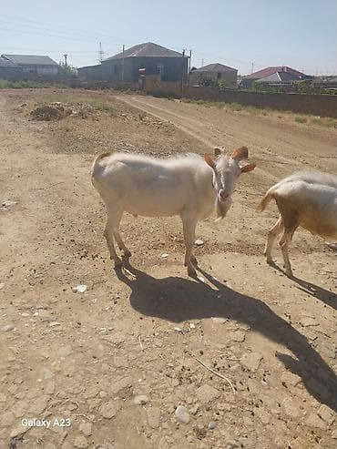 keçi qoyun: Məhsul: Ağ rəngli keçilər (2 baş) Təsvir: - Şəkillərdə görünən ağ — 7