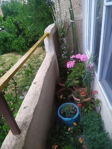 Otaq bitkiləri: Balkon üçün müxtəlif növ saksı bitkiləri və şirəli/sukkulent — 3