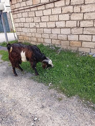 akvarium 120 cm: Satılır – Erkək keçi - Cins: uzunsaçlı, qara-qonur-ağ rəng qarışıq - — 6